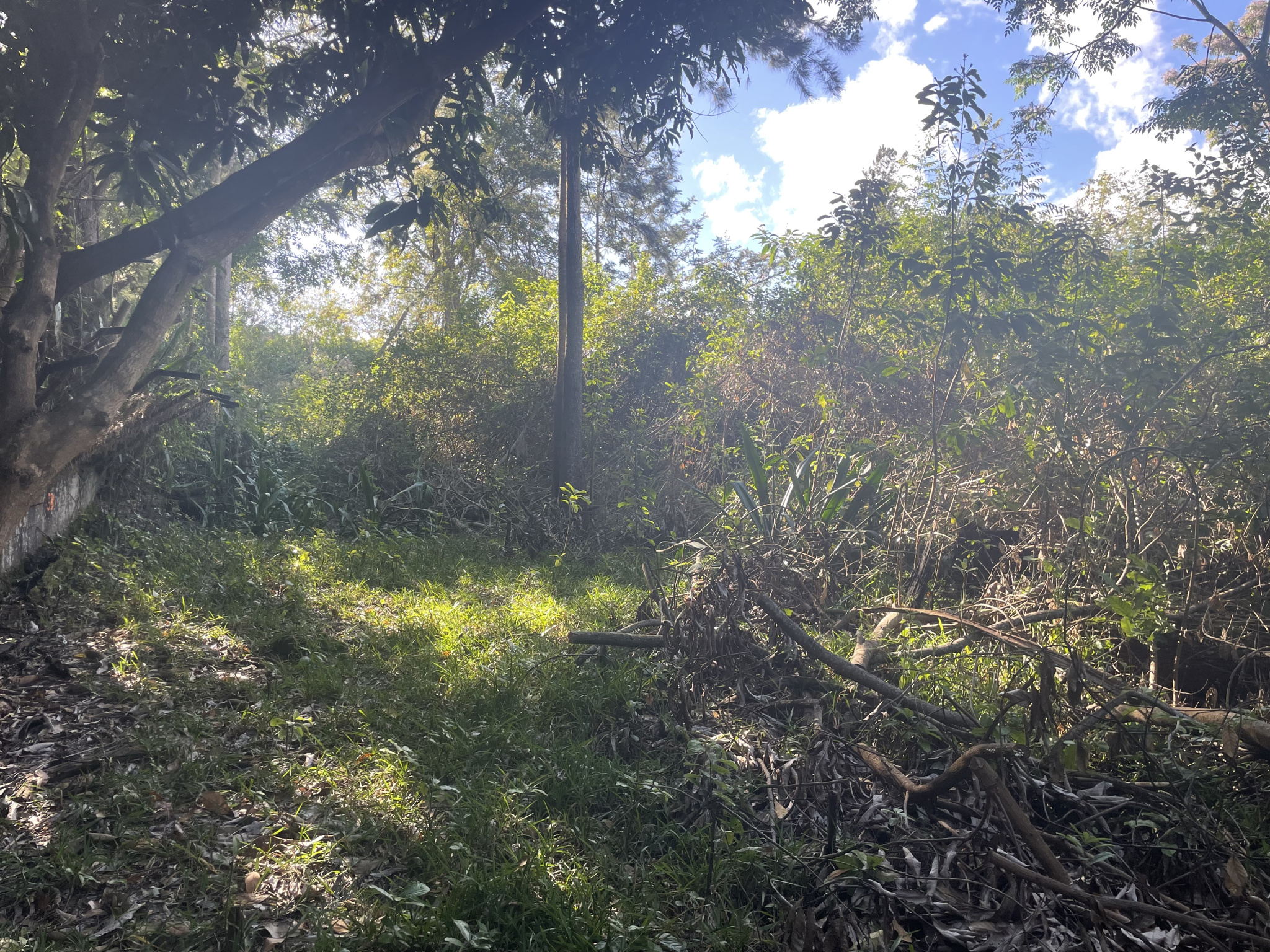Terrain - Tampon